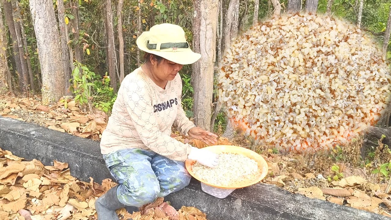 เข้าป่าแหย่ไข่มดแดง ทั้งเจ็บ ทั้งม่วนๆ 7 มี. ค 69