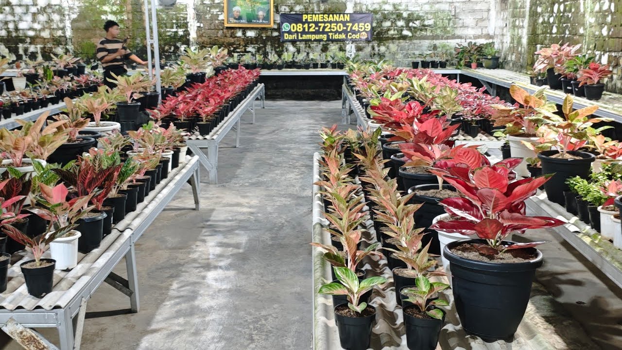 Tanaman Hias aglonema