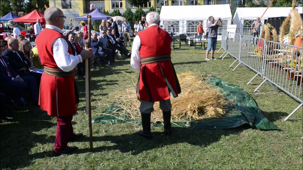 Mł&oacute;cenie zboża cepami na Dożynkach Gminy Kolno