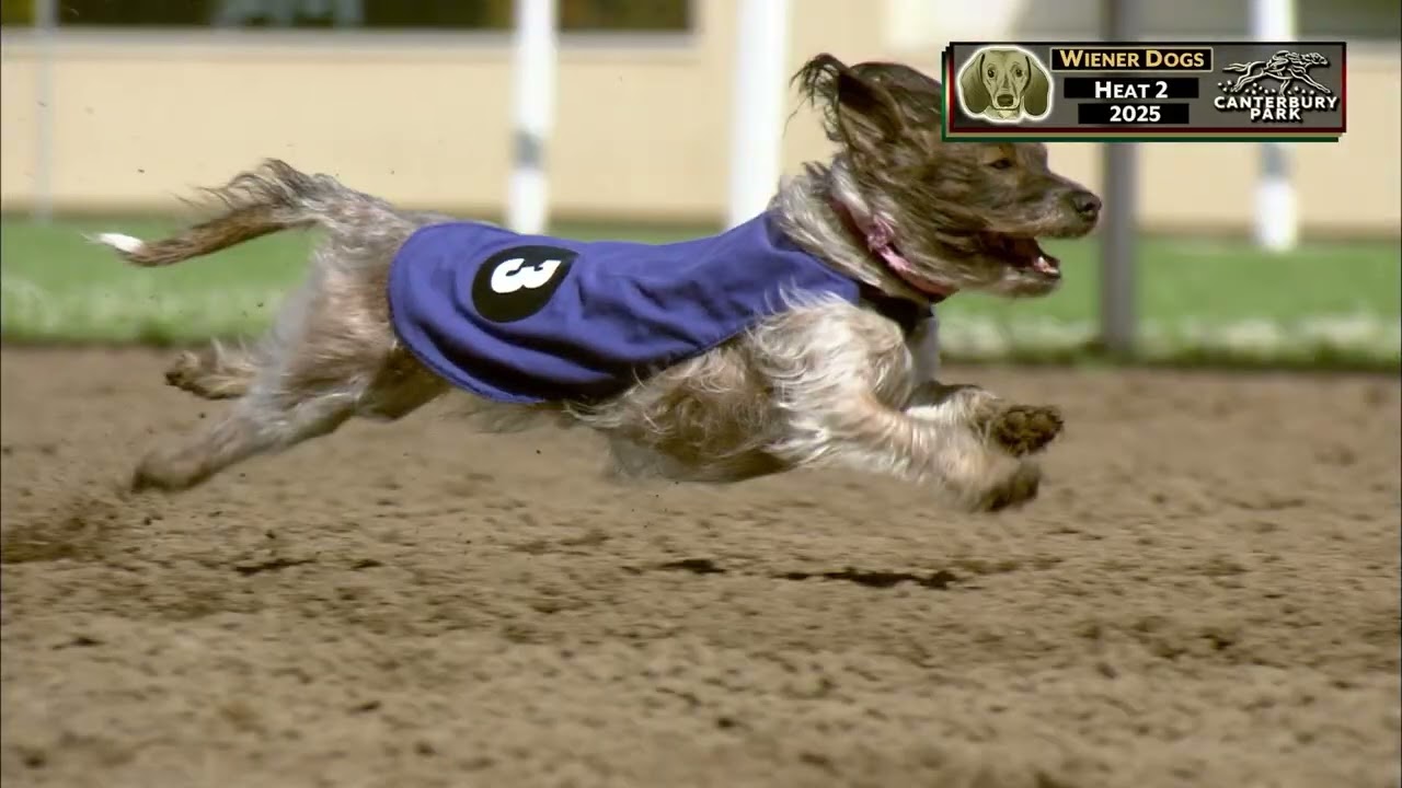 WIENER DOG Races Canterbury Park