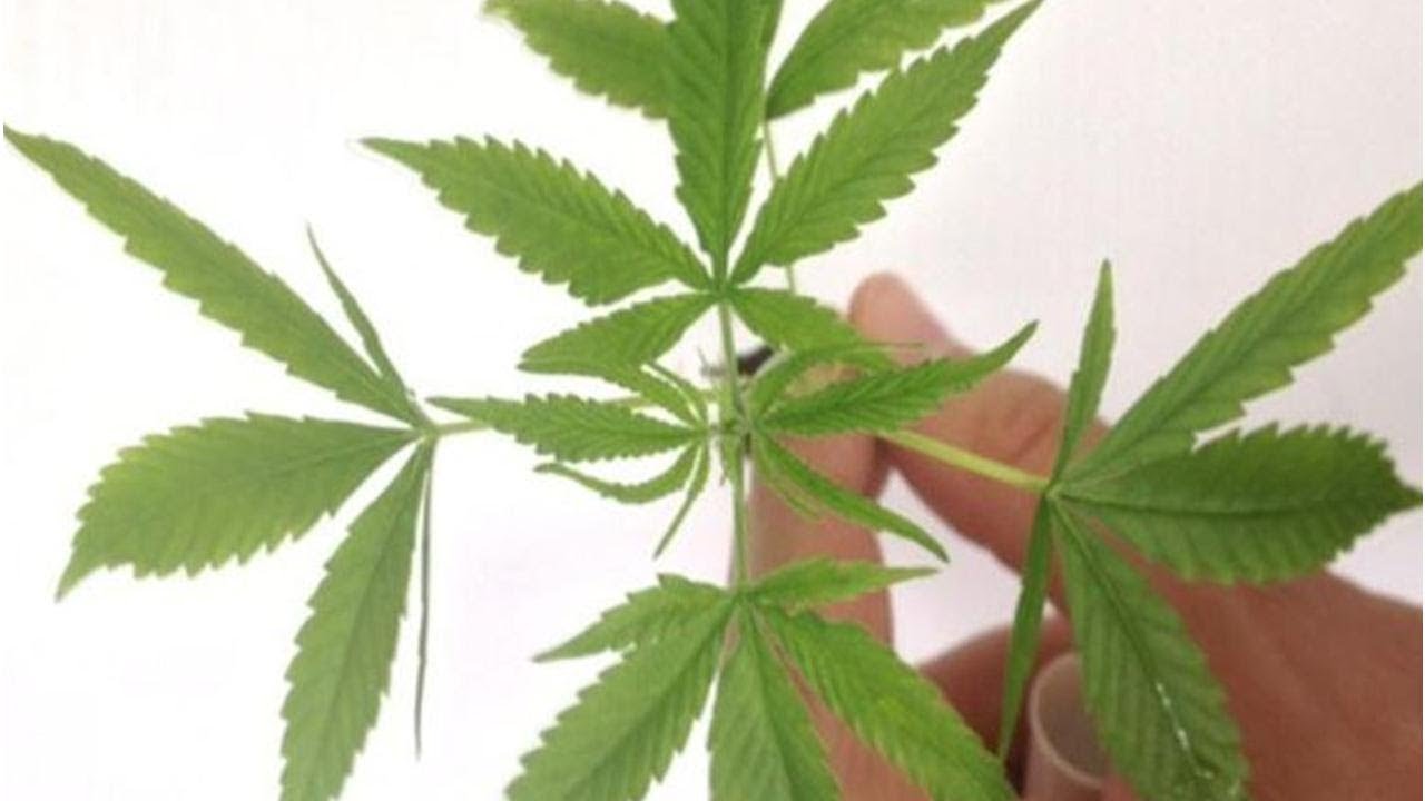 Celso de Mello: importar semente de maconha n&atilde;o &eacute; crime