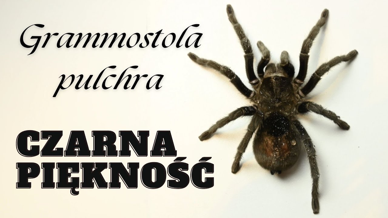 NAJPIĘKNIEJSZY ptasznik?! Grammostola pulchra