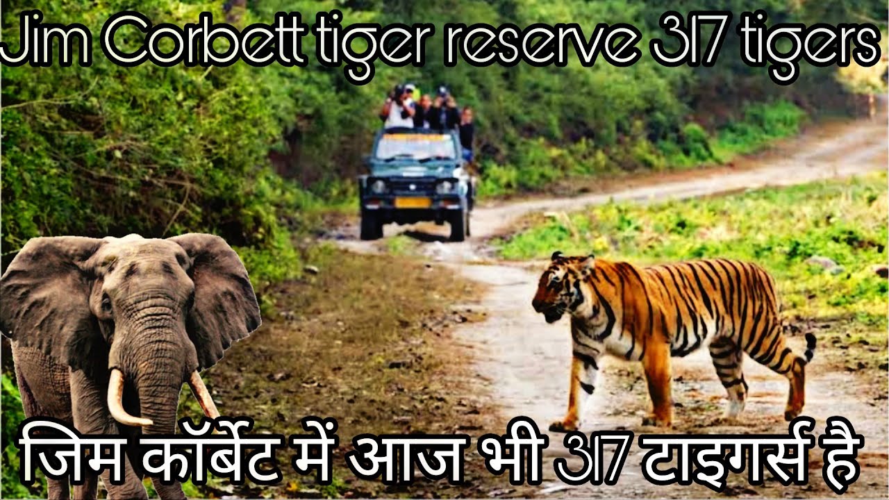 जिम कॉर्बेट टाइगर में आज भी 317टाइगर्स है @PriyankaYogiTiwari @ajeetpahadiuk15 