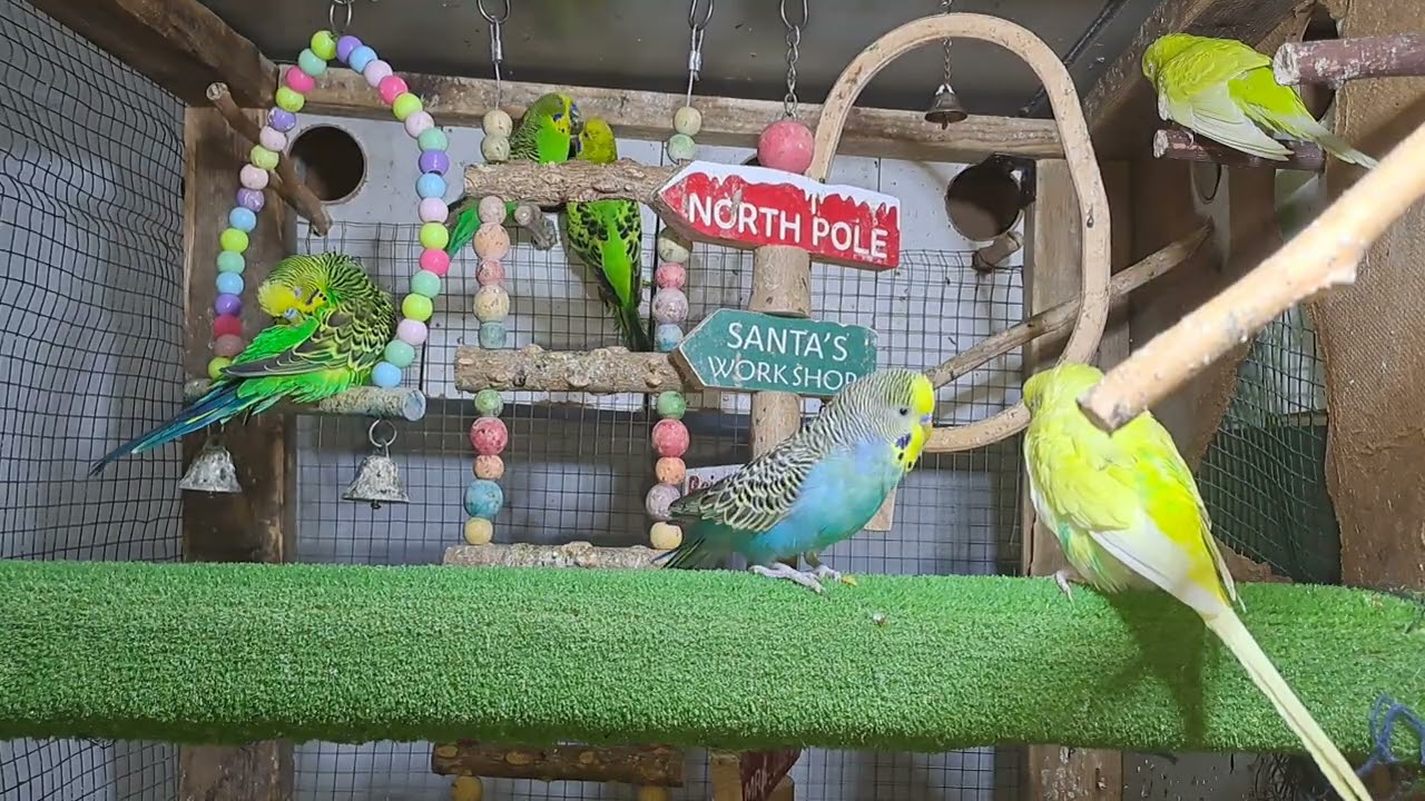 Parrot babies
