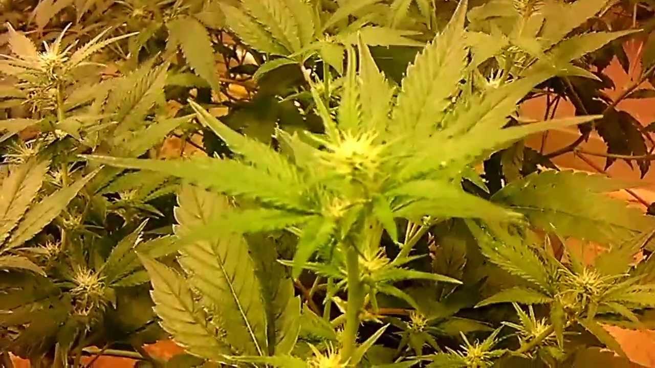 Day 9 Dagoba-Sour Tangie, Angel Cake-Return of The Doc