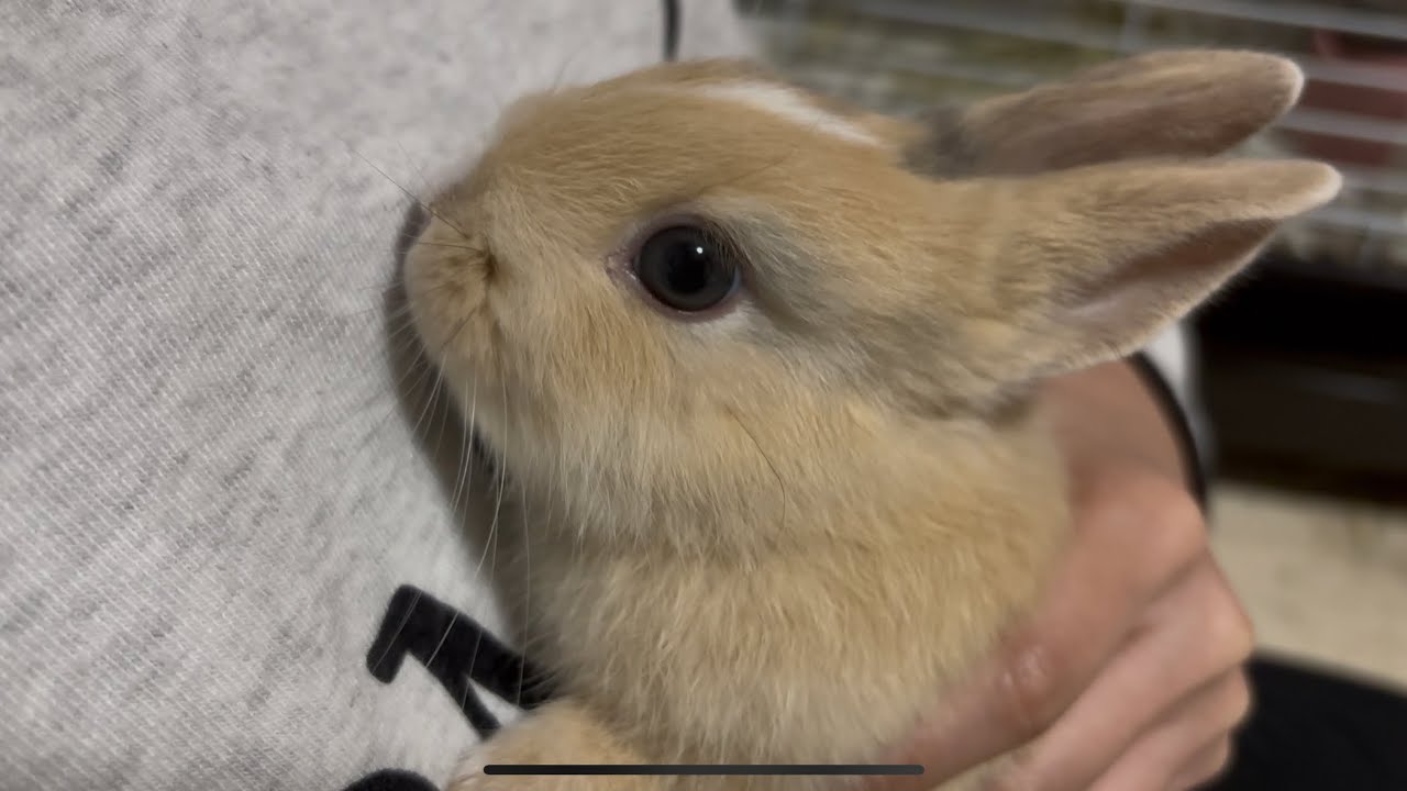すけブログ⑨ 新しい家族が来た！！