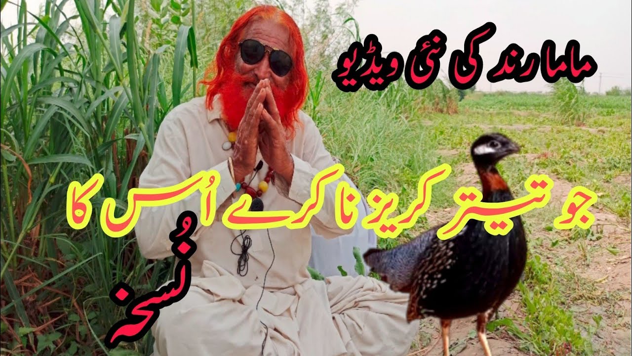 Jo Kala Teetar kureez nhin kar raha us ko kureez pe lgane ka trika Mama Rind New Video