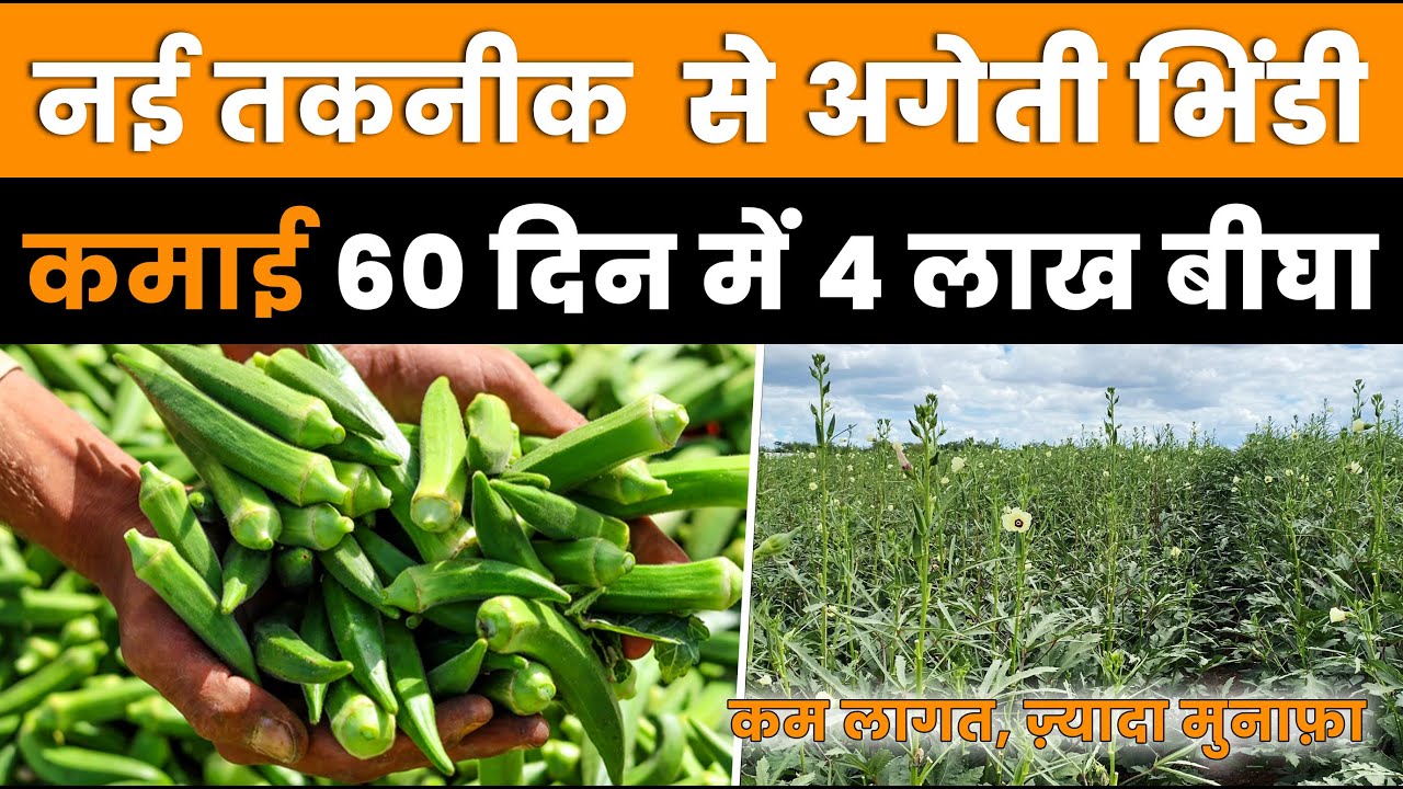 अगेती भिंडी की खेती कब और कैसे करें | Ageti Bhindi Ki Kheti Kab Kare | Bhindi Ki Kheti Kaise Karen