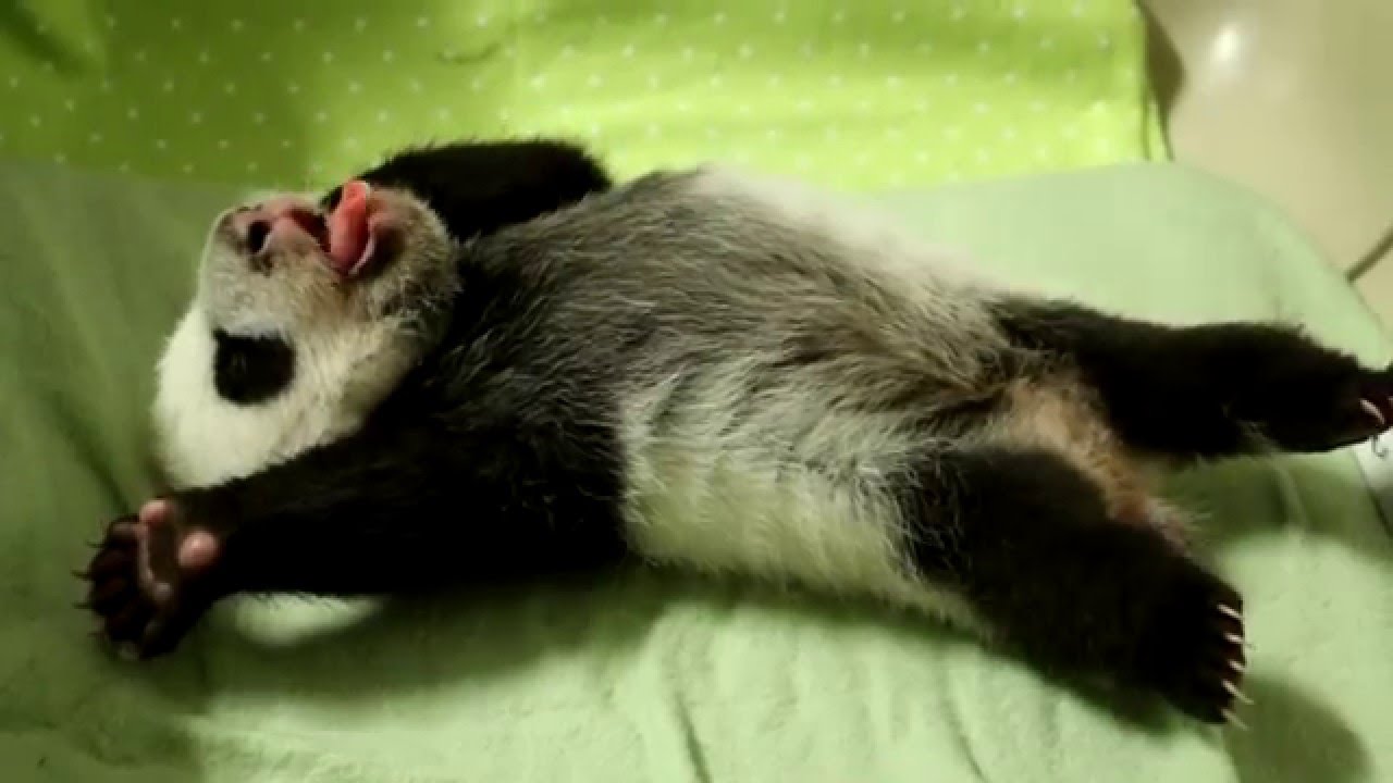 Toronto Zoo Giant Panda Cub at 8 Weeks Old