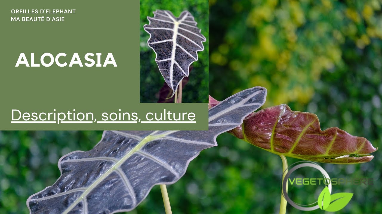Alocasia, les oreilles d'éléphants