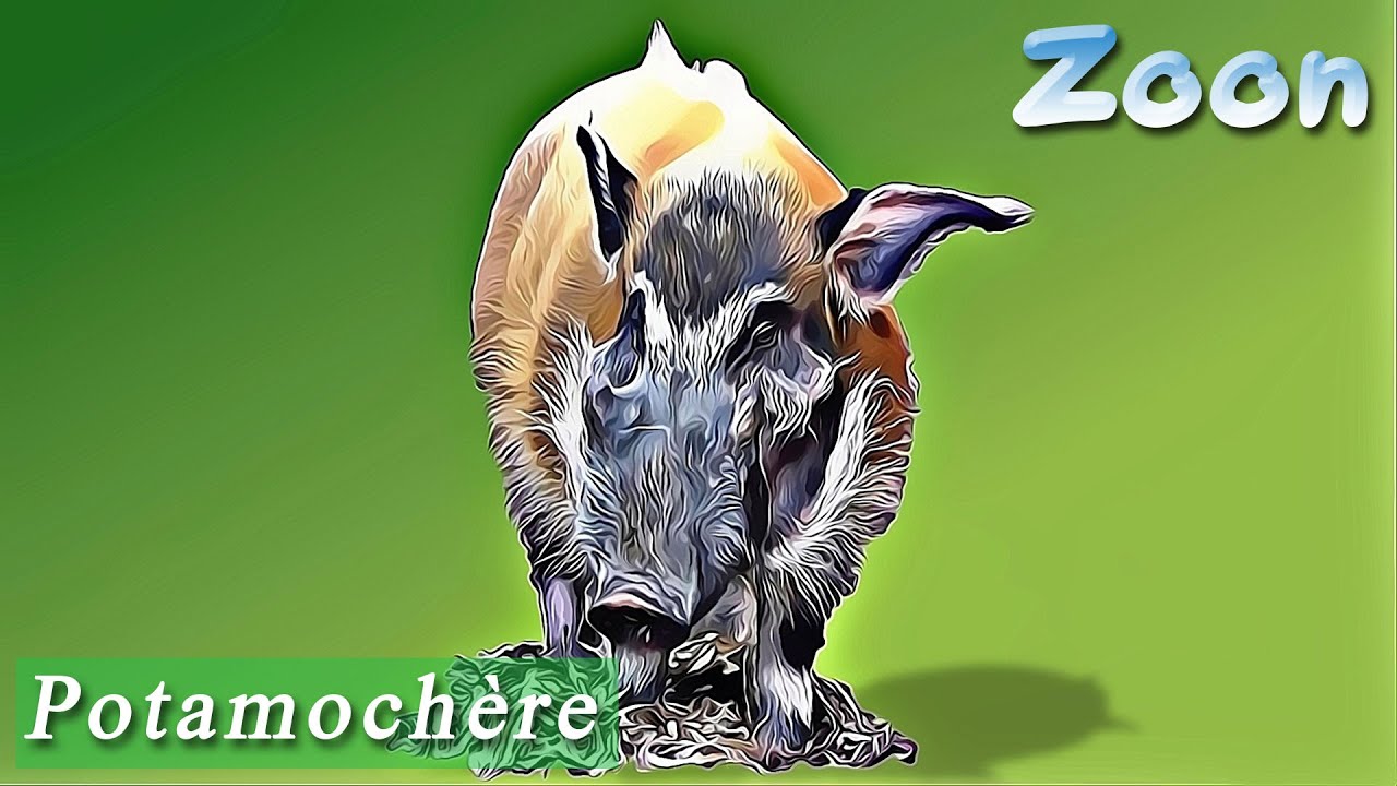 Le Potamoch&egrave;re roux  - The red river hog