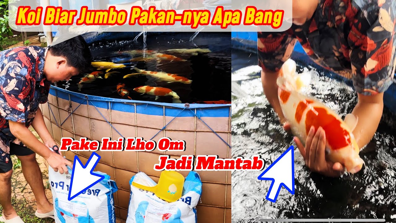Pakan Koi All In, Lengkap Dari Pabriknya - Breeder Pro Pakan Koi Siap Segala Musim