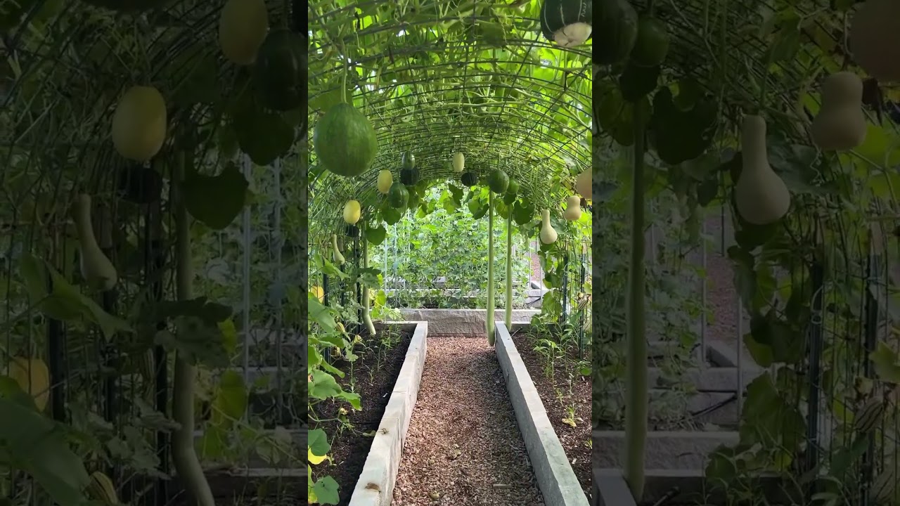 Come Stroll Through The Squash Tunnel!