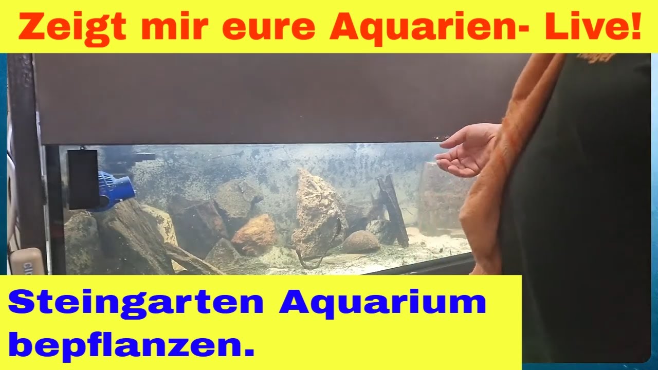 Live! Ich bepflanze mein 1,65 m Steingartenaquarium ausschließlich mit Aufsitzerpflanzen
