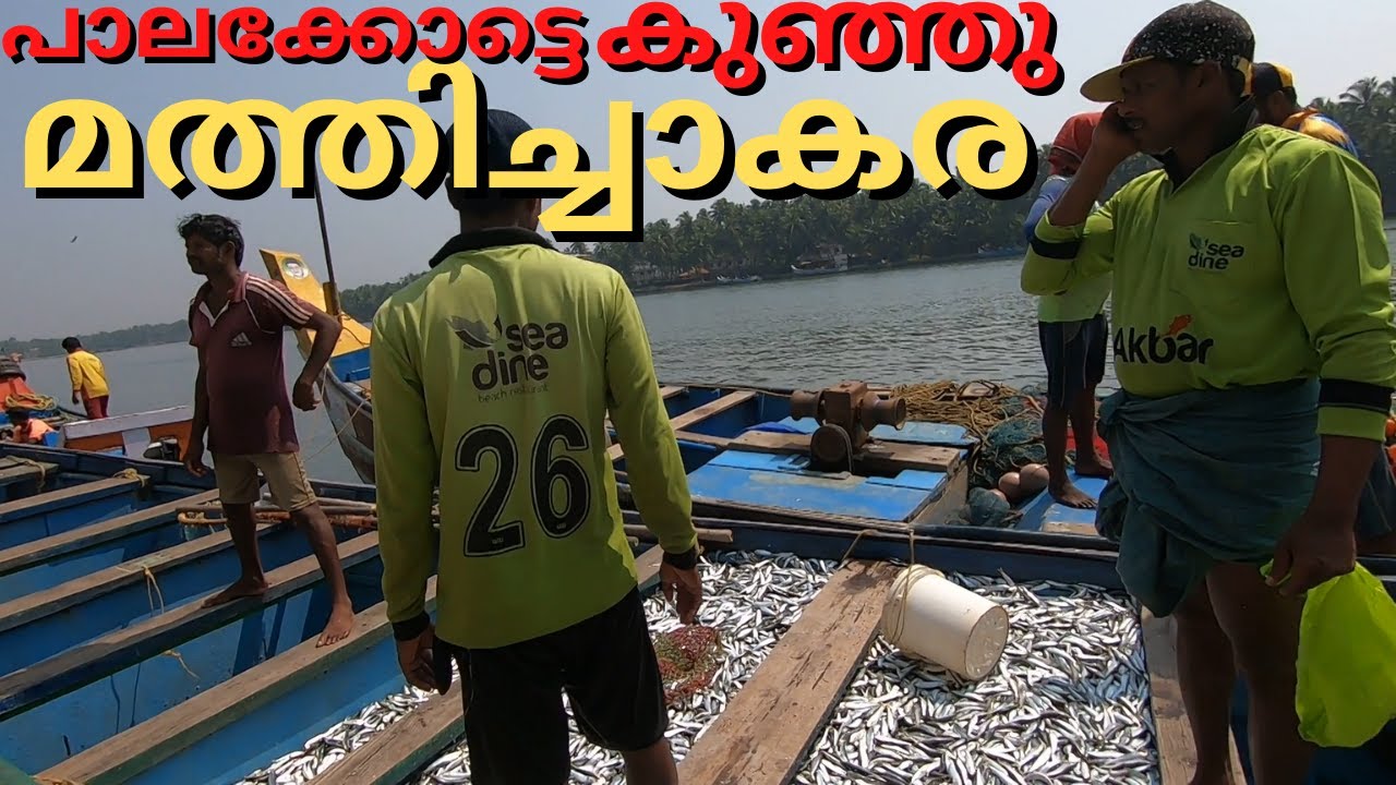 പാലക്കോട്ടെ കുഞ്ഞുമത്തി ചാകര ഗംഭീരം!!I Palakkod fish market | | Palakkod Harbor Sardine Fish Catch