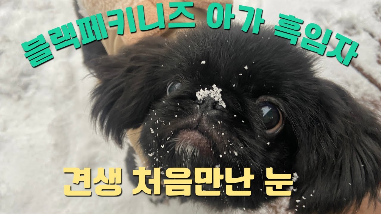 우리 흑임자 눈좋아하네 ! | 견생 처음으로 눈밭에서 뛰어보기 | 눈은 먹는거죠?