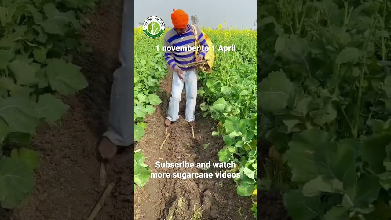 Mustard and sugarcane, subscribe channel for sugarcane farming videos #riar_sugarcane_farm
