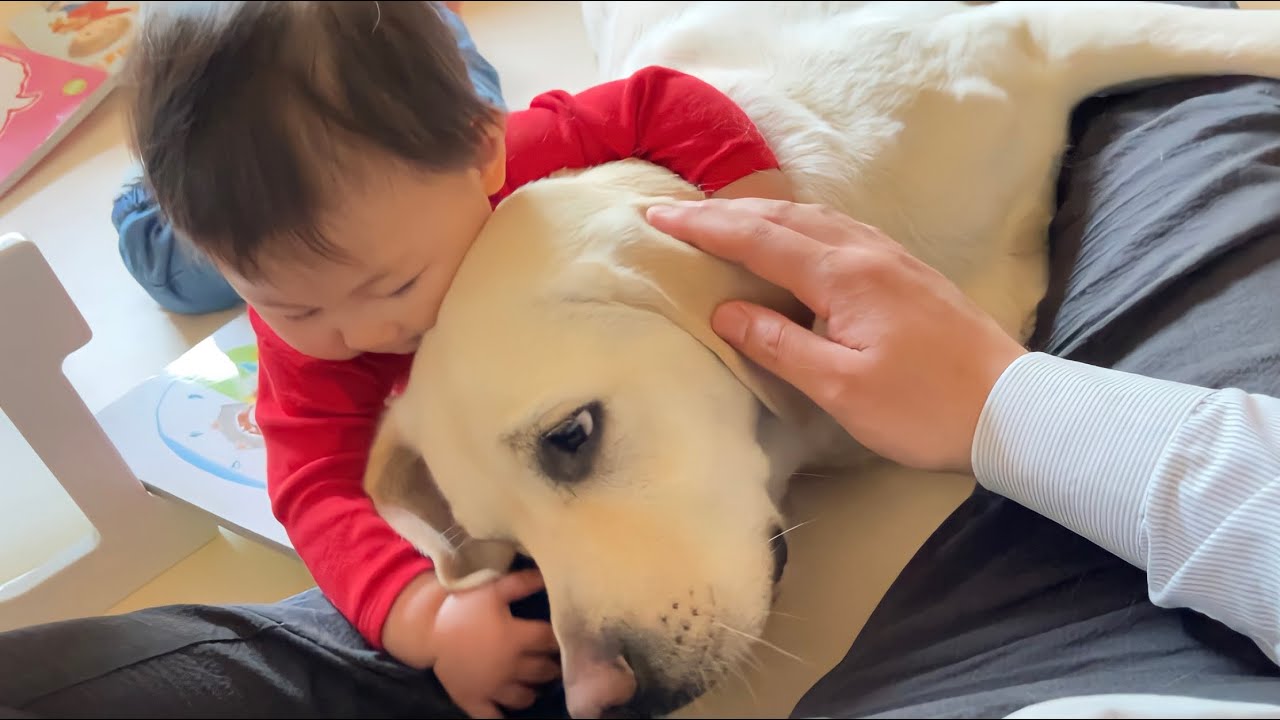 次女サン🐕と末っ子👶がパパの特等席を取り合う！？ラブラドールレトリーバー