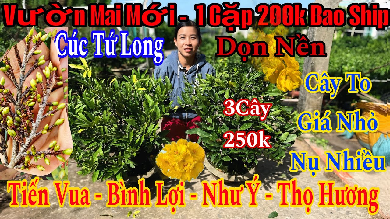 17/11☎️0978260281☎️🌲Mai Vàng Chơi Tết Giá Rẻ🌲Tiến Vua - Sb Bình Lợi. -Giảo Như Ý - Cúc Thọ Hương….🌲