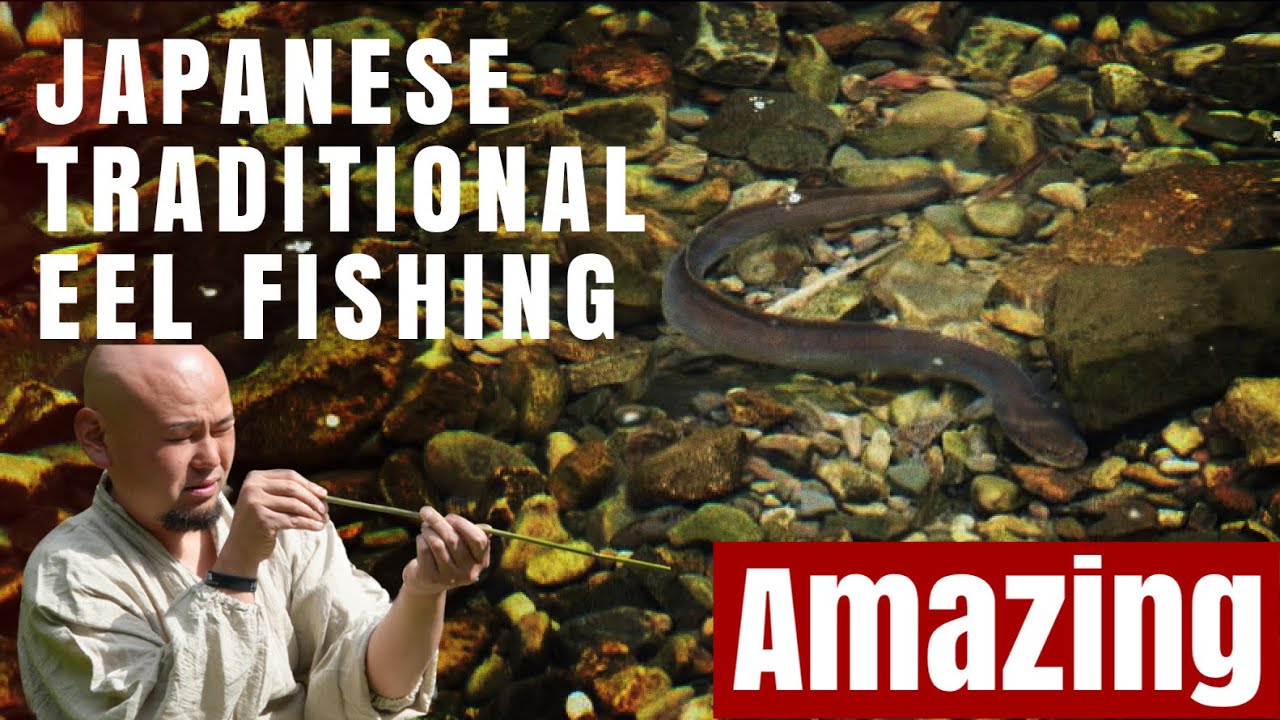 Amazing Japanese Traditional Eel fishing