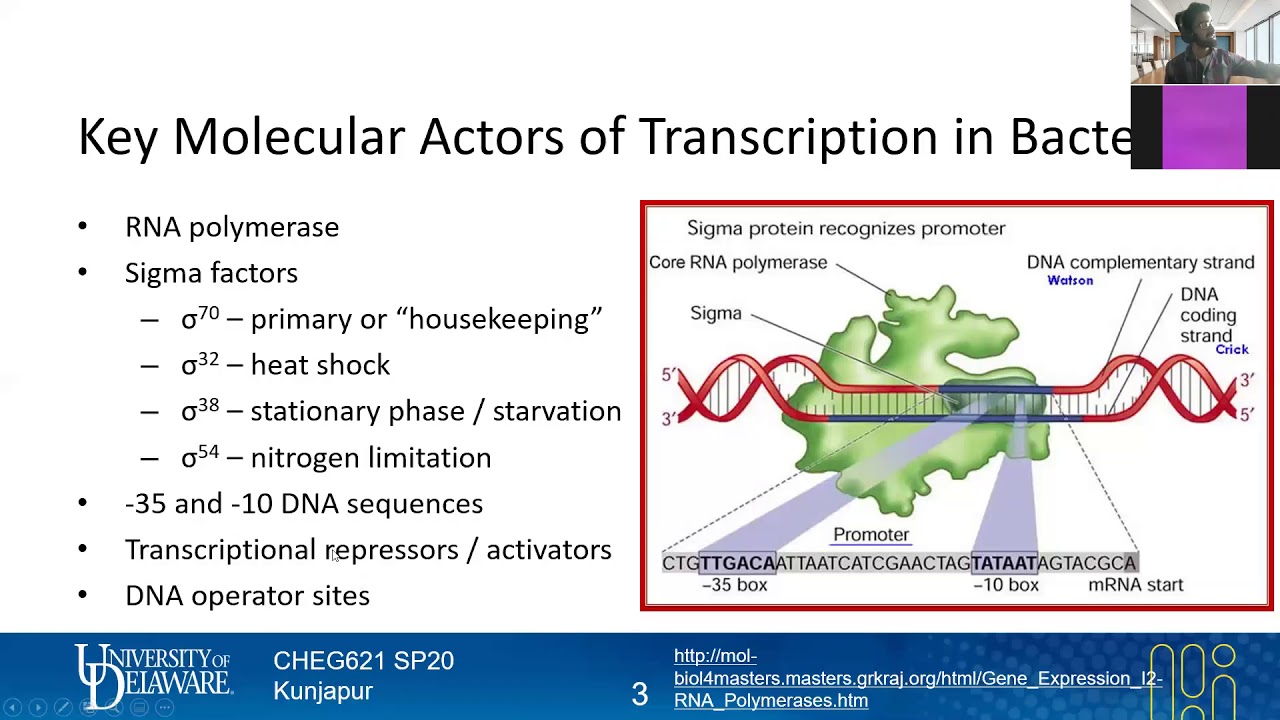 19 RNA Polymerase Anatomy | Expression Engineering | Lecture 14 | Metabolic Engineering | SP20