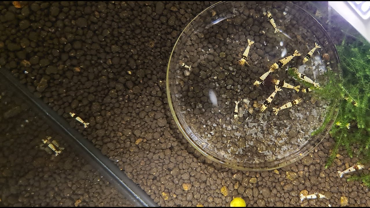 Presenting PBL Shrimp Tank and Update #shrimptank