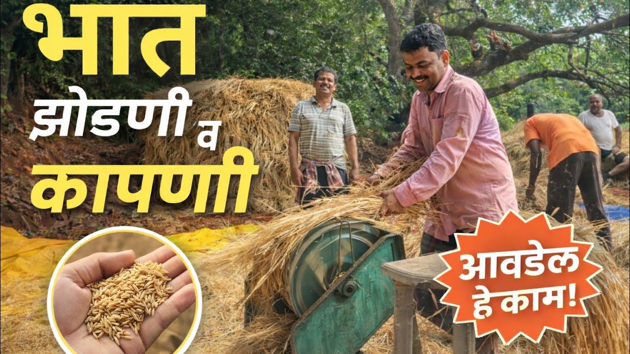 |  गावची भात झोडणी | कापणी | कोकण | तांदूळ |