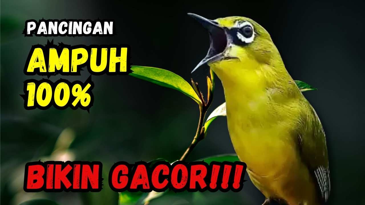 Hitungan Detik Pleci Jenis Papun Ikut Bunyi, Pancingan Ampuh Bikin Pleci Gacor