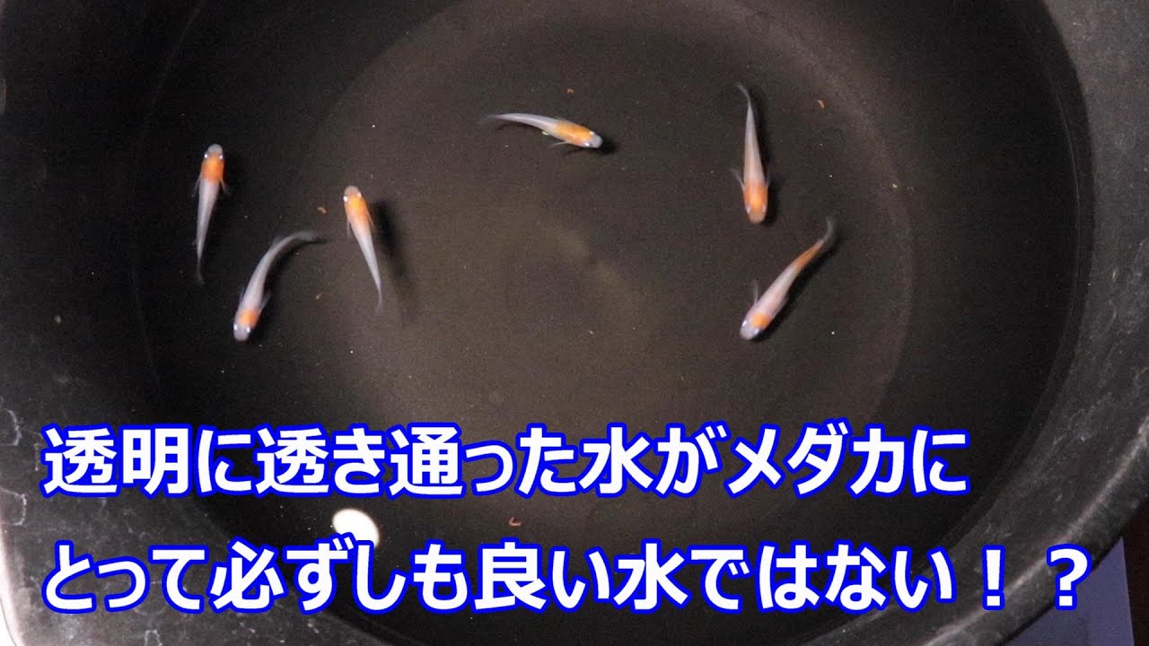 透明で綺麗に見える水が実は危険な理由！水換えはやっっぱり大事です！
