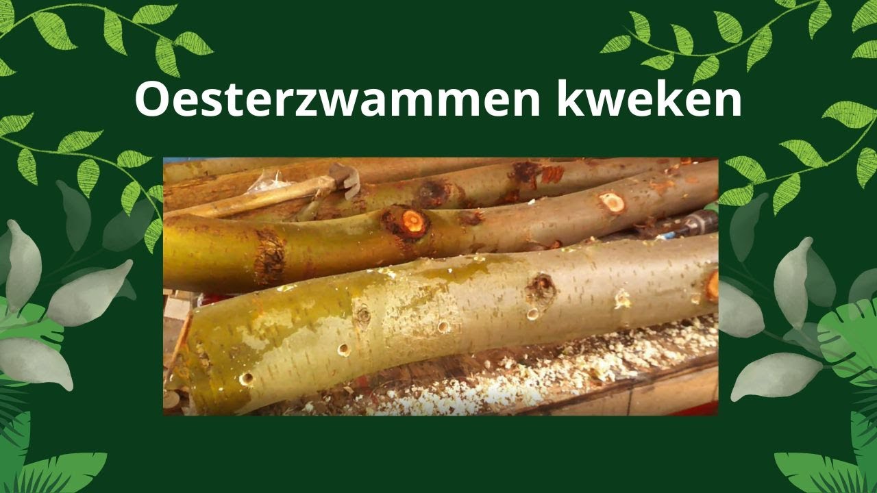 oester zwammen kweken | zelfvoorzienend in eetbare paddenstoelen