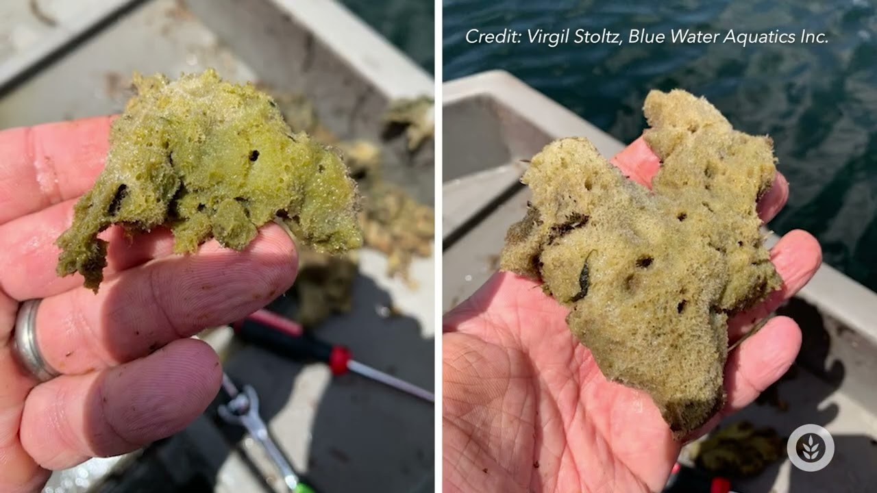 What Is It? Freshwater Sponges