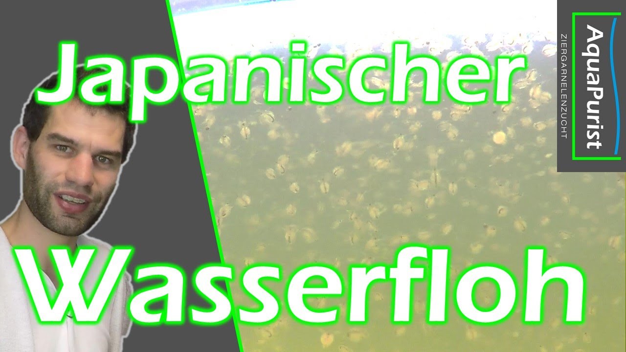 Japanischer Wasserfloh: Moina ein geniales Lebendfutter!
