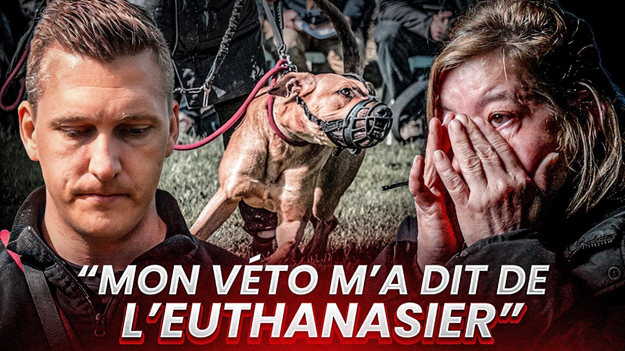 Je dompte un Amstaff AGRESSIF devant 100 éducateurs canins