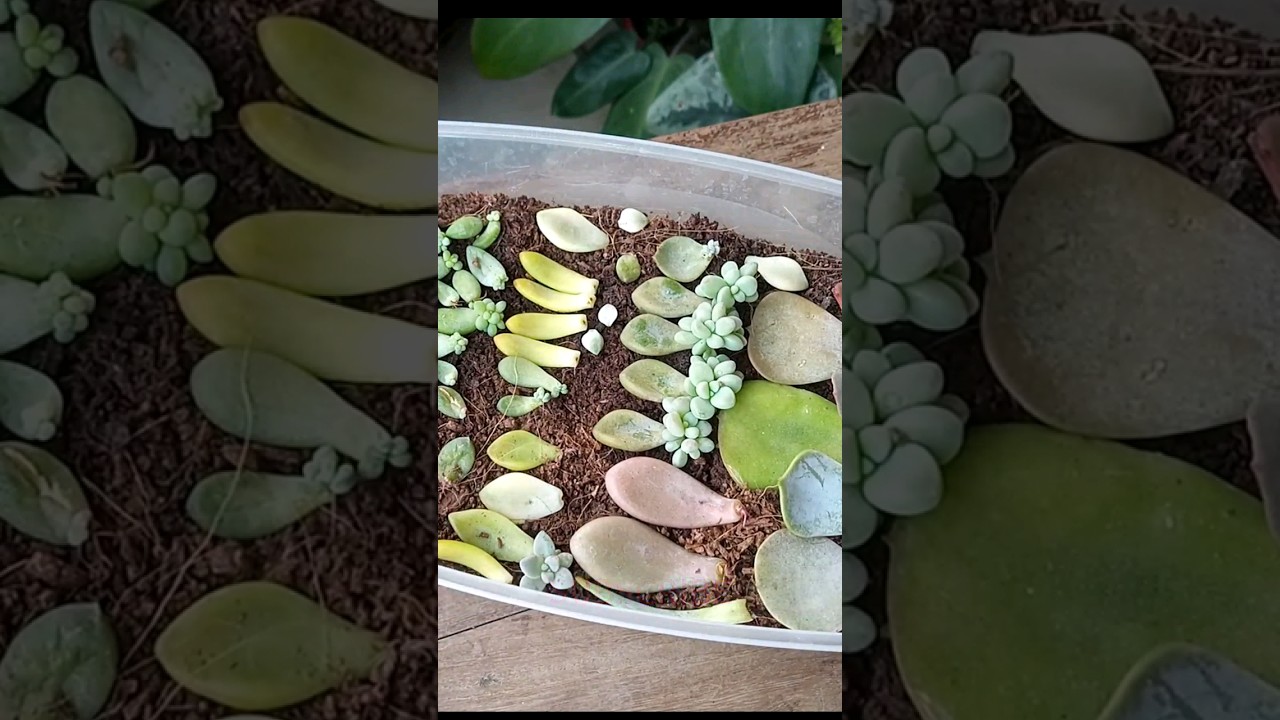 Propagate Succulents from Leaves Like PRO