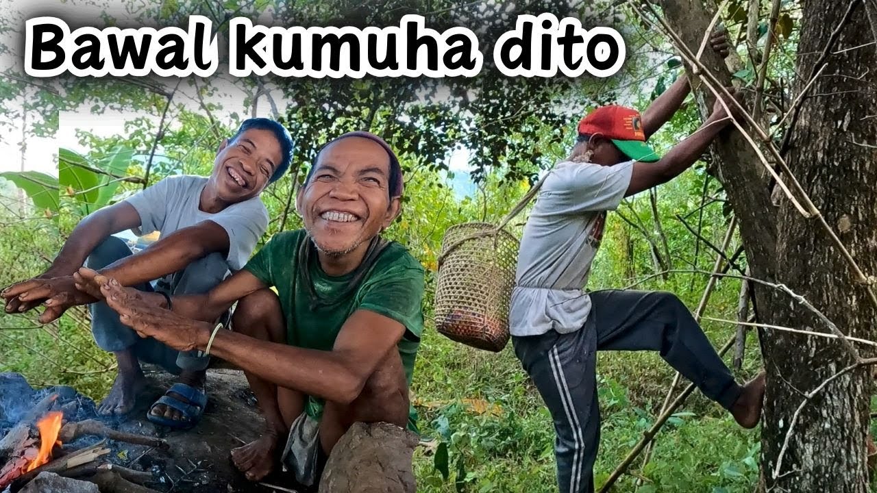 Maghaharvest sana ng Kaimito at paraan ng Kamangyan para protektahan ang puno | KAMANGYAN LIFESTYLE