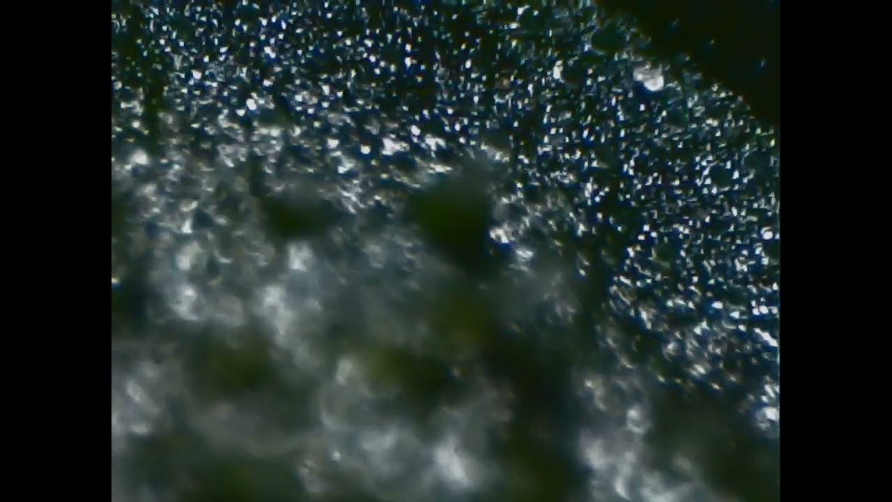 Трихомы каннабиса Cannabis Trichomen unter einen Mikroskop