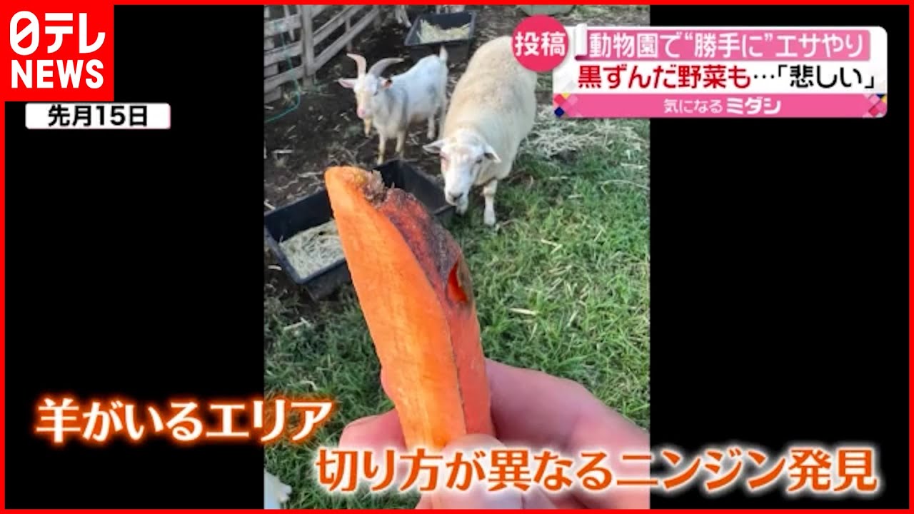 【“勝手に”エサやり】傷んだ野菜を客が持ち込み…「悲しい」