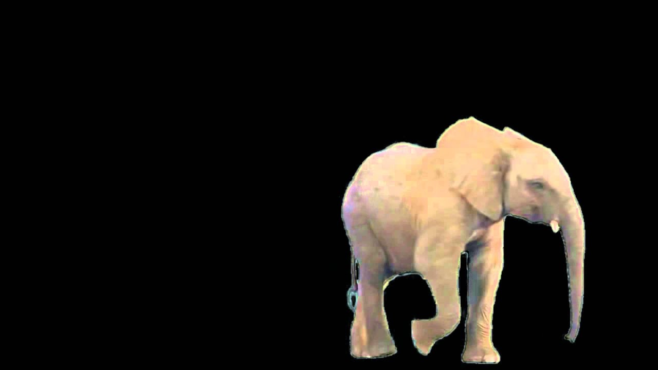 Elefante fondo negro