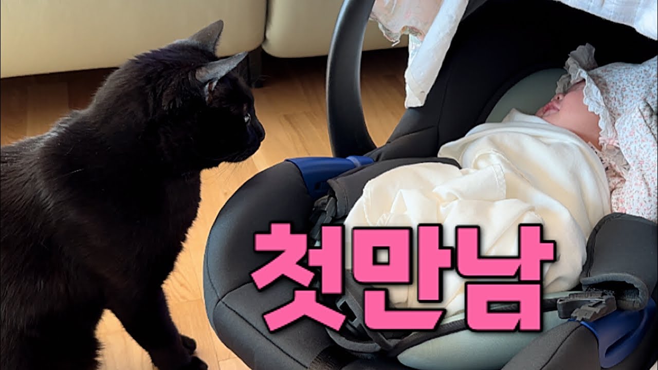 [박수홍 행복해다홍] 다홍이와 재이의 첫만남 | 생후25일 | 신생아와 고양이 | 공동육아 | 육아브이로그 |