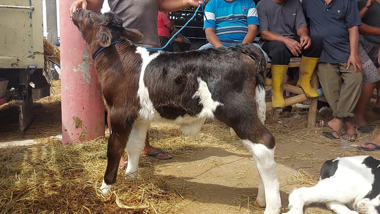 FIERCE NEGOTIATION BAKUL VS FARMERS 100K MONEY ❗️SUPER CALF WITH BELGIAN BLOOD