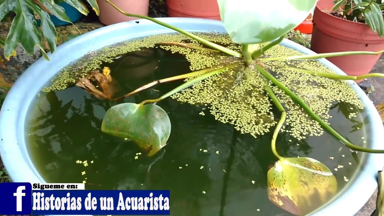 Guppys en una tina