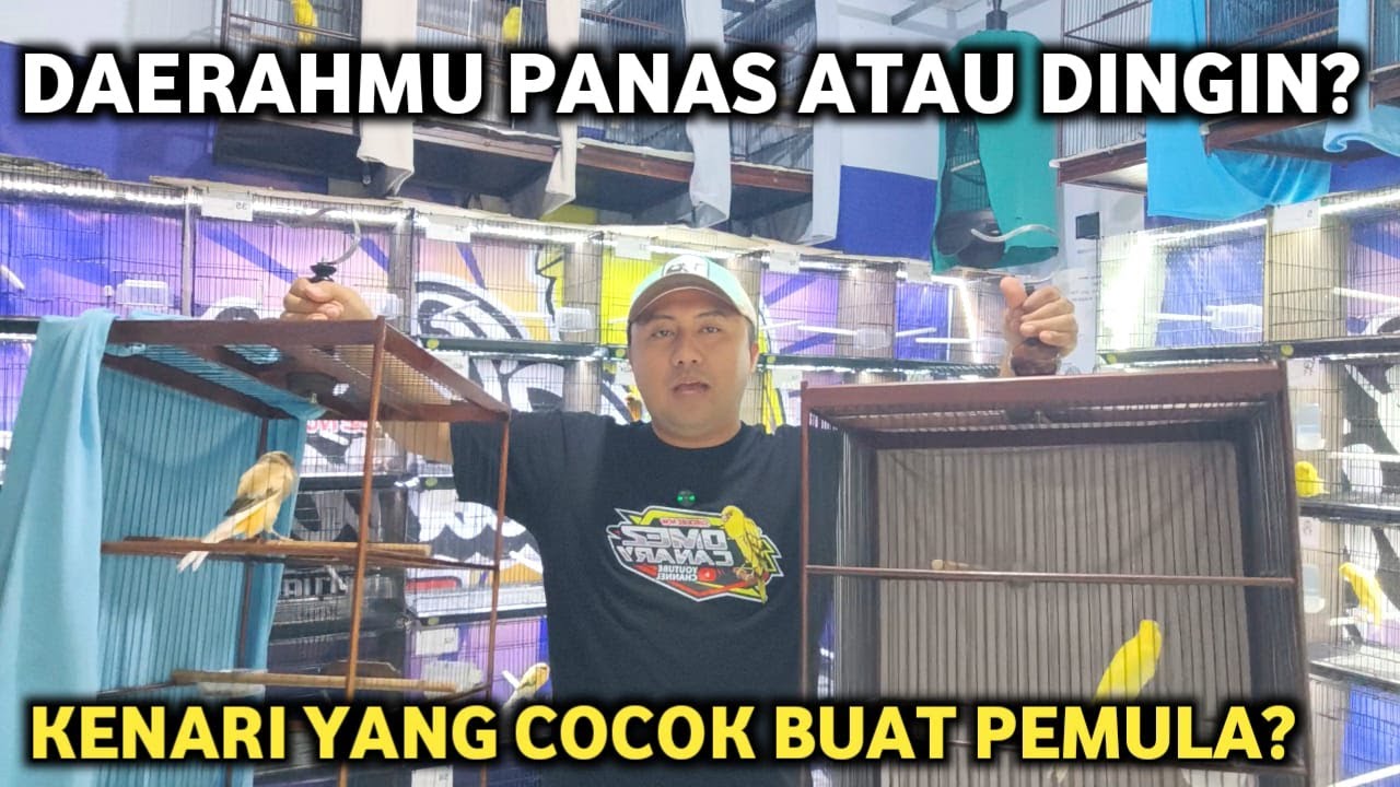 BINGUNG COCOK KENARI YORKSHIRE ATAU RASMI UNTUK PEMULA❓INI TIPS PELIHARA KENARI BUAT PEMULA