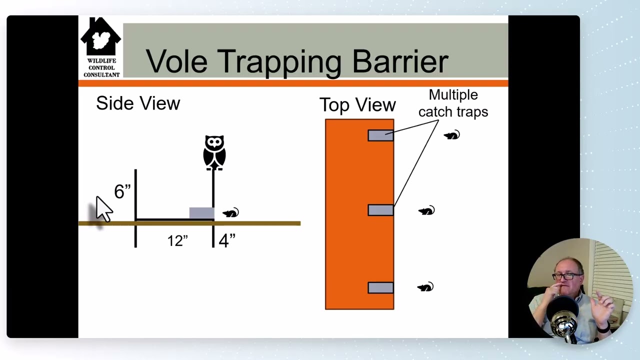 Controlling Landscape Damaging Voles Organically with a Trapping Fence and One-way Doors