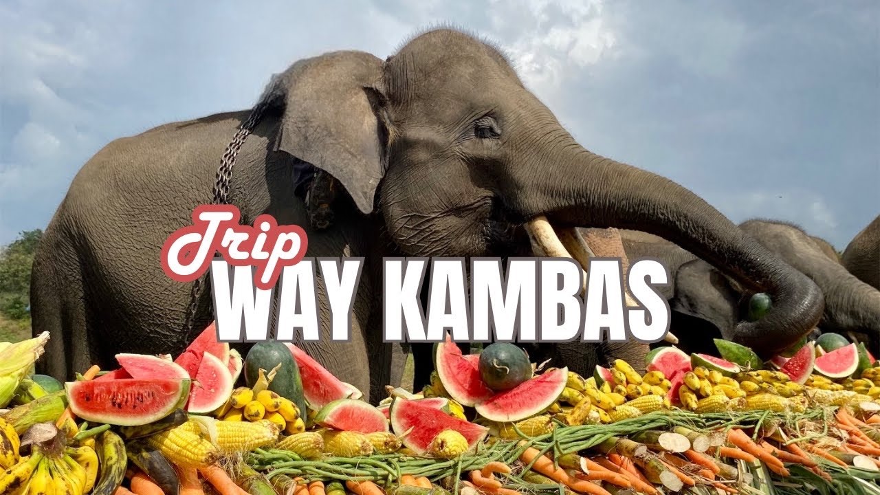 TAMAN NASIONAL WAY KAMBAS - Eps 1 ❗️MUKBANG GAJAH - BERTEMU ANAK GAJAH LUCU NISA & ERIN #gajah 