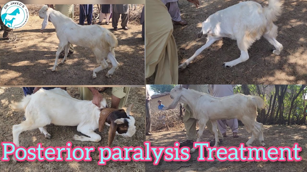 Kumri |بکروں میں فالج کا علاج|Posterior paralysis in goat#goat#goatfarming