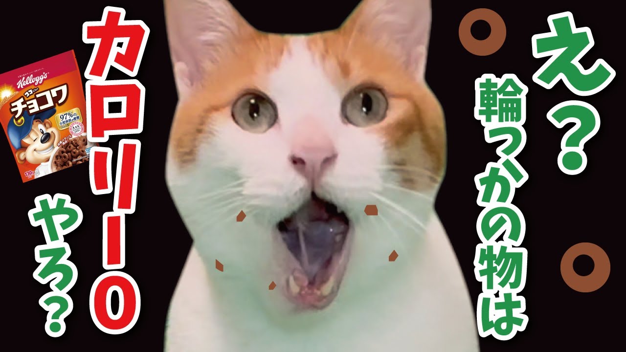 完全にダイエット失敗してるやつあるある【漫才】【コント】 【猫アニメ】