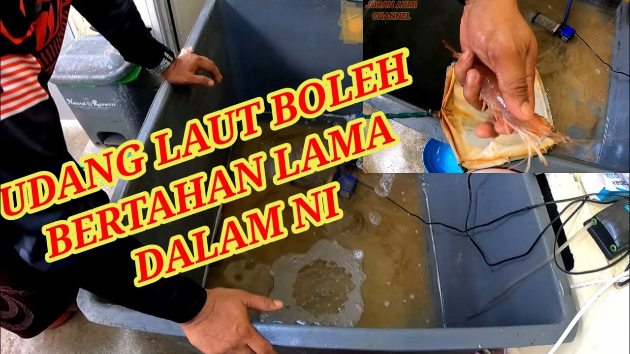 CARA MENYIMPAN UDANG HIDUP BOLEH BERTAHAN LEBIH DARI 1 MINGGU || UDANG LAUT