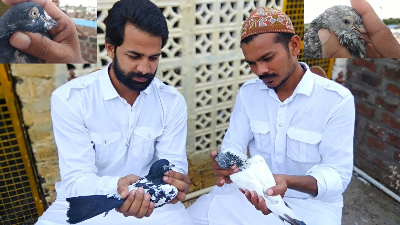 Pigeon in Khandwa || rampuri kabootar || sayeed shab & saddam bhai ke rampuri kabootar || PART-02