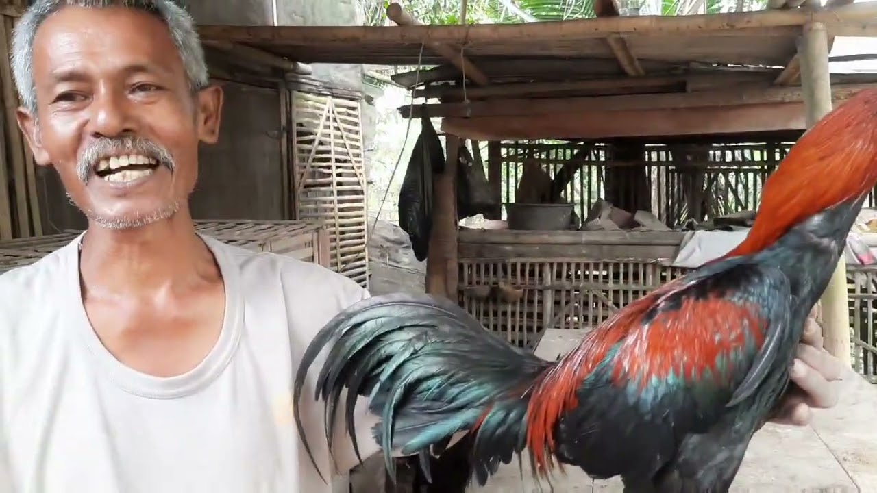 KEMBALI MELIHAT PETERNAKAN AYAM MANGON,PAMA,PAKOY MBAH SUTRIS