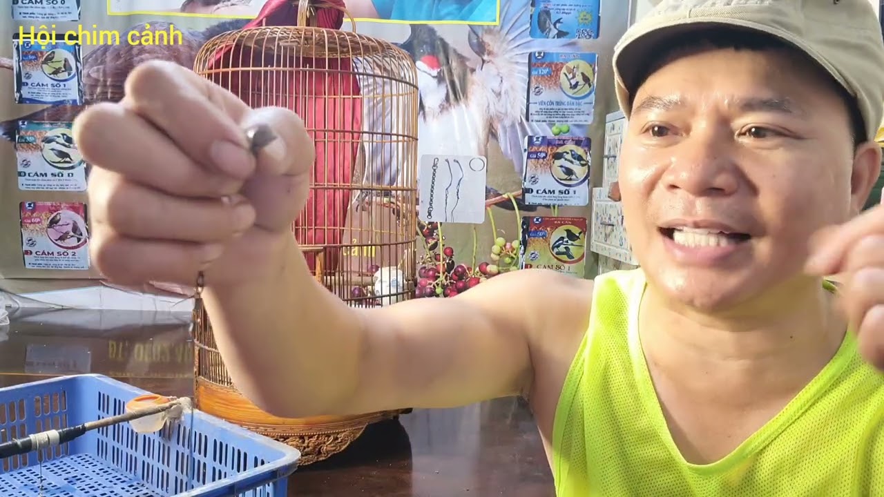 Hướng dẫn cách thuần chim khướu lồng Trần bước 1"chữa khướu bu nóc, lộn cầu. Zalo 098 240 3920